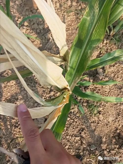 ���쵽����������ģʽ���_������������ɶΣ��������A����